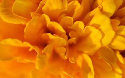 Duo massage Schiedam: ideaal cadeau-idee